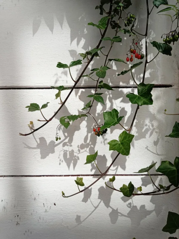 Een laag Kalei geeft deze oude betonnen tuinmuur karakter en zachtheid, en vormt het ideale decor voor klimplanten zoals klimop en bitterzoet. Deze kalkverf laat het spel van blad en schaduw prachtig tot leven komen voor een romantische, tijdloze sfeer, zelfs in een kleine stadstuin.