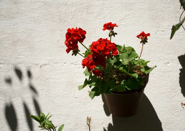 Een betonnen tuinmuur in Baroque White vormt een zomers contrast met een rode geranium.
