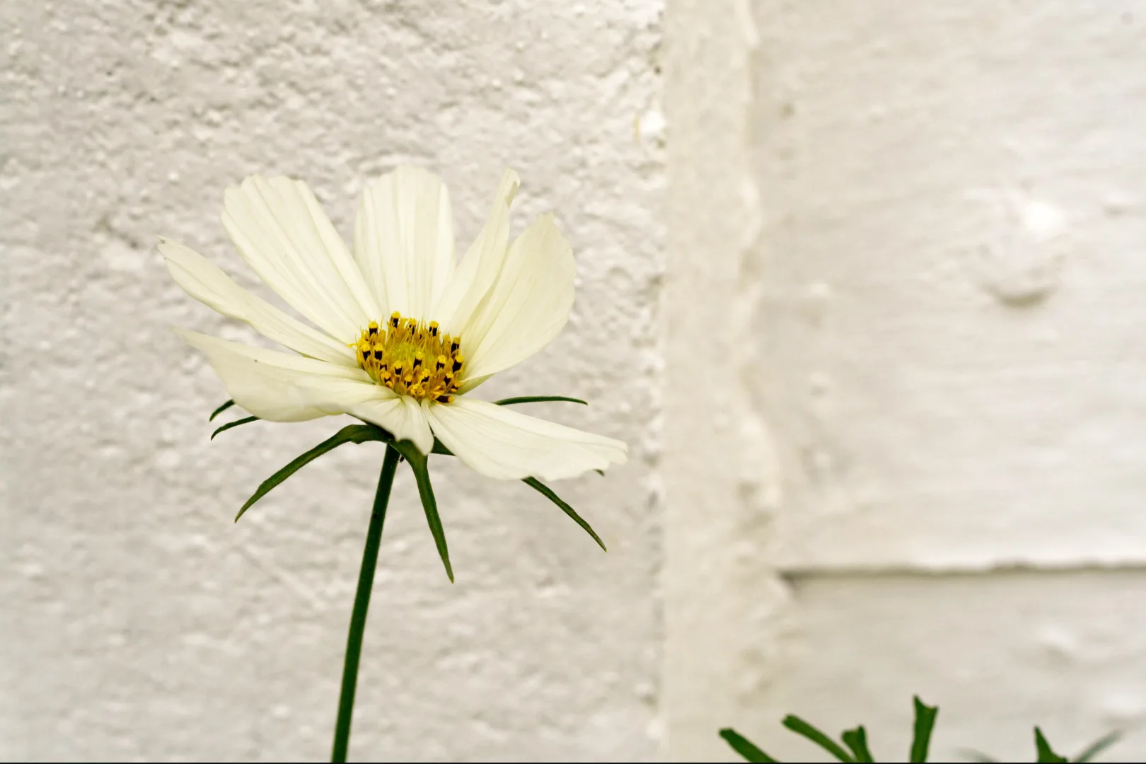 Cosmea flower against a lime-washed garden wall A delicate garden cosmos blooms in front of a garden wall finished with Artisan Stucco Ebro White Lime Wash. The soft, natural texture of the lime paint creates a serene backdrop, allowing every flower and leaf to shine in their purest form.
